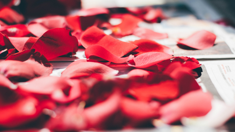 rose essential oil